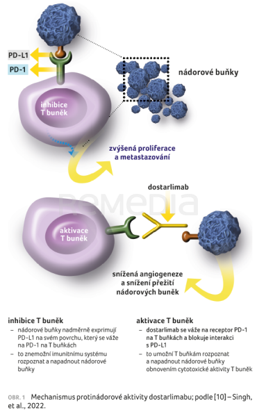 OBR. 1 Mechanismus protinádorové aktivity dostarlimabu