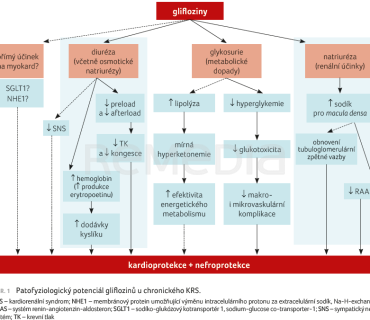 OBR. 1 Patofyziologický potenciál glifl ozinů u chronického KRS