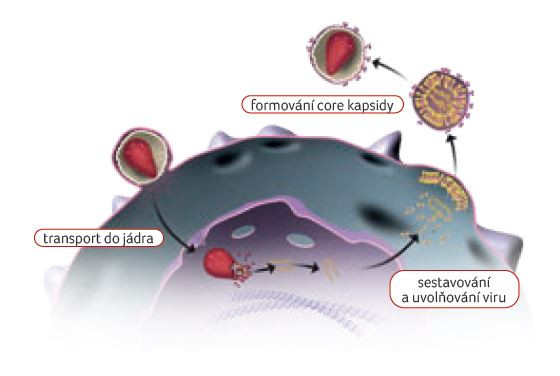 OBR. 1 Mechanismus účinku lenakapaviru; podle [15] – https://www.sunlencahcp. com/.