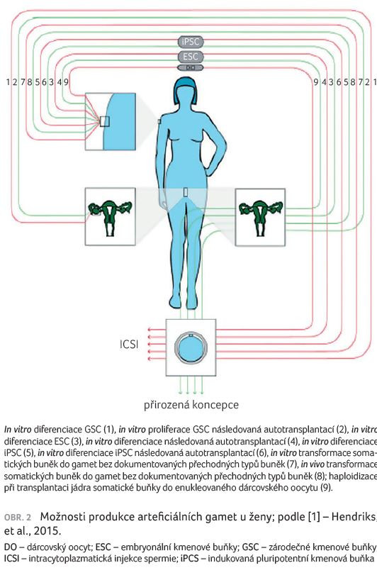 OBR. 2 Možnosti produkce arteficiálních gamet u ženy; podle [1] – Hendriks, et al., 2015.