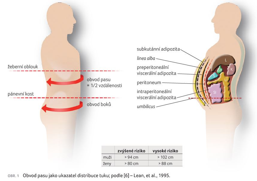 OBR. 1 Obvod pasu jako ukazatel distribuce tuku; podle [6] – Lean, et al., 1995.