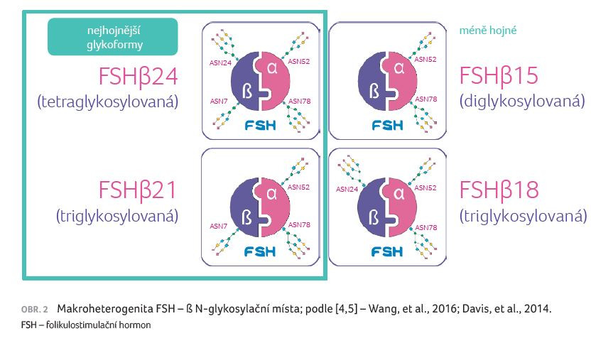 OBR. 2 Makroheterogenita FSH – ß N‑glykosylační místa; podle [4,5] – Wang, et al., 2016; Davis, et al., 2014.