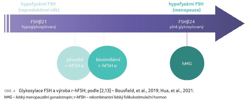 OBR. 4 Glykosylace FSH a výroba r‑hFSH; podle [2,13] – Bousfield, et al., 2019; Hua, et al., 2021.