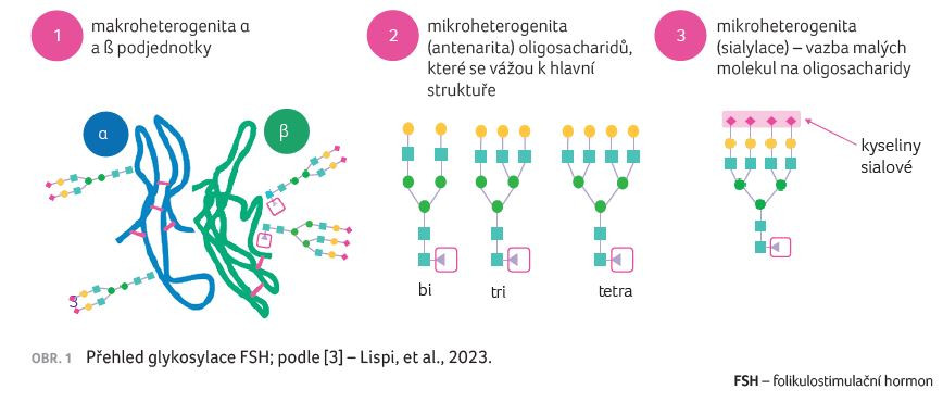 OBR. 1 Přehled glykosylace FSH; podle [3] – Lispi, et al., 2023.