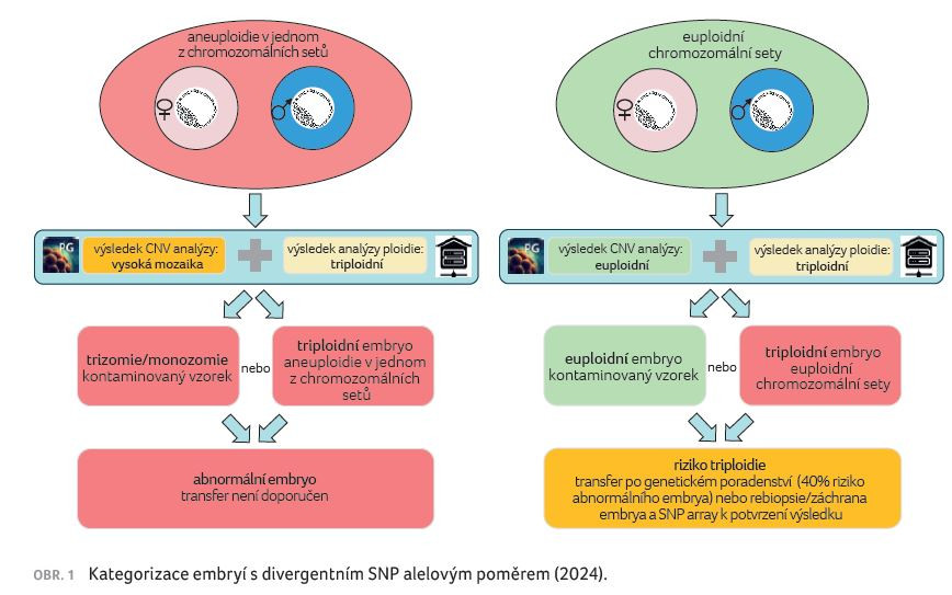 OBR. 1 Kategorizace embryí s divergentním SNP alelovým poměrem (2024).